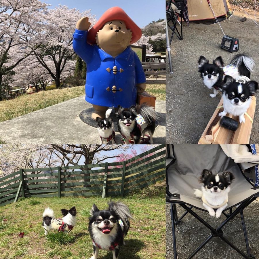 PICAさがみ湖で過ごす犬