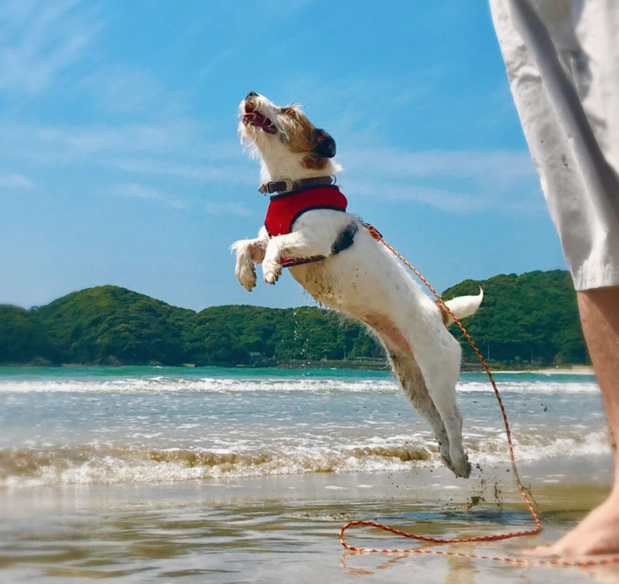 犬と海で遊ぶ