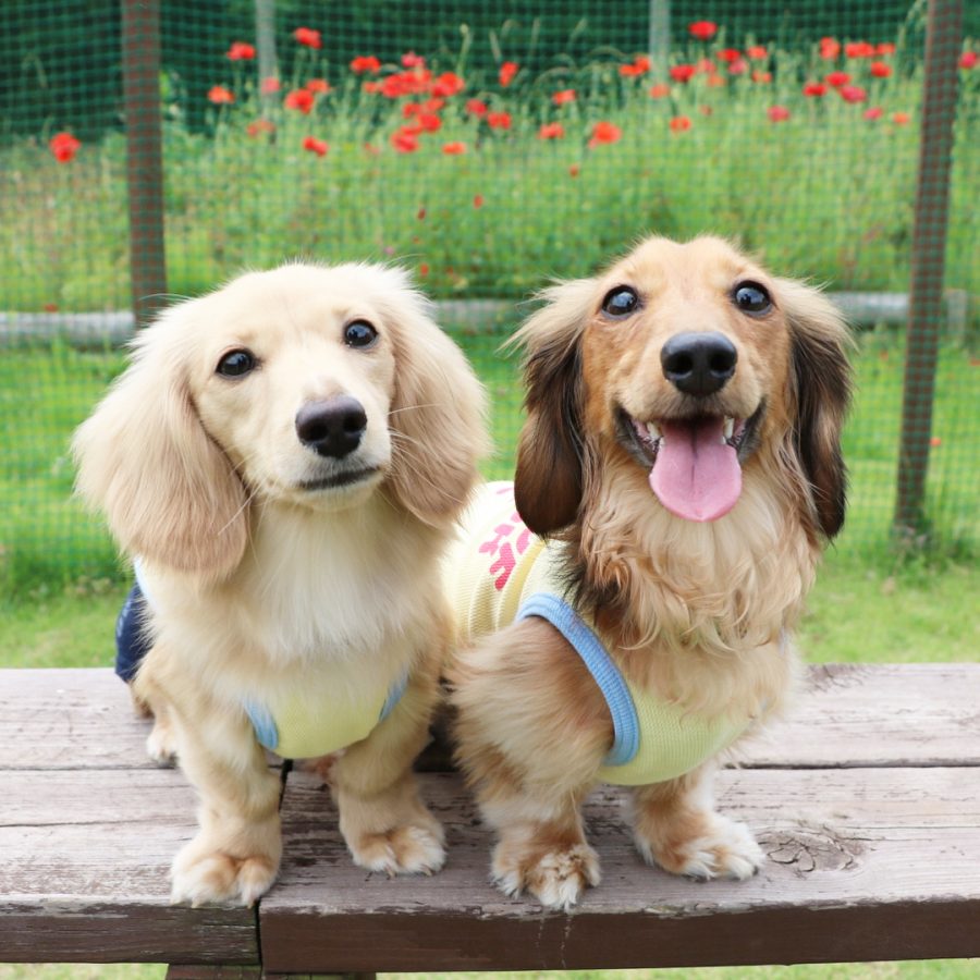夏服を着て笑顔の犬