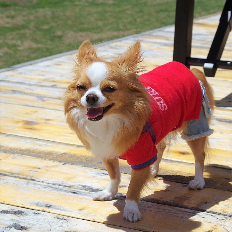 夏服を着た犬
