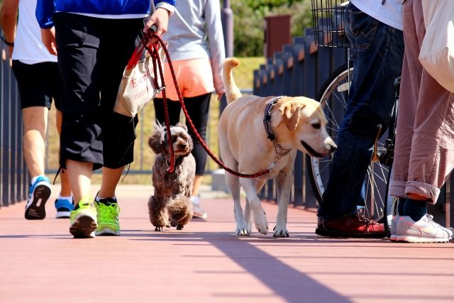 散歩する犬