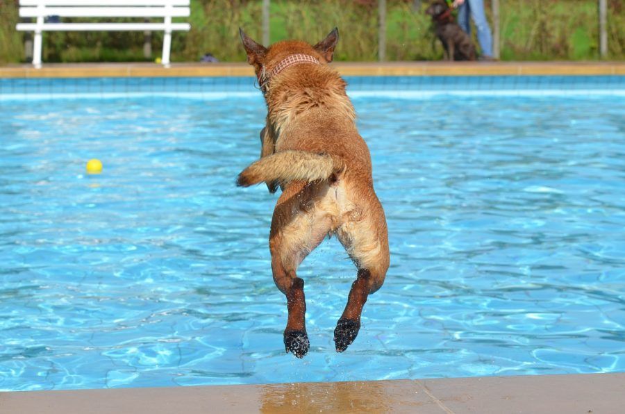 プールに飛び込む犬
