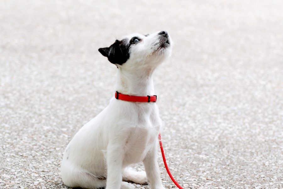 見上げる子犬