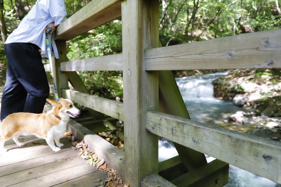 愛犬コルクと遊ぶ鬼怒川のお出かけ旅