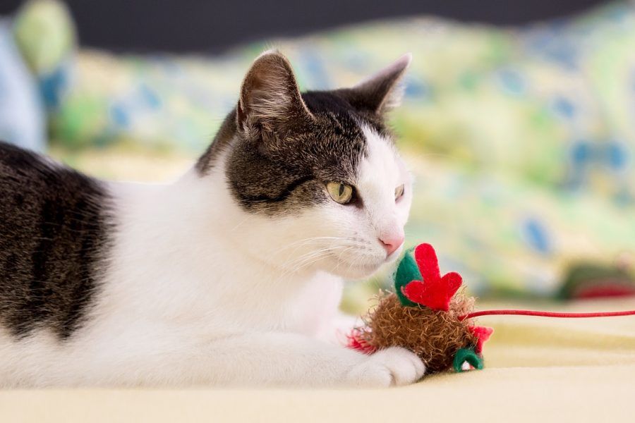 猫
