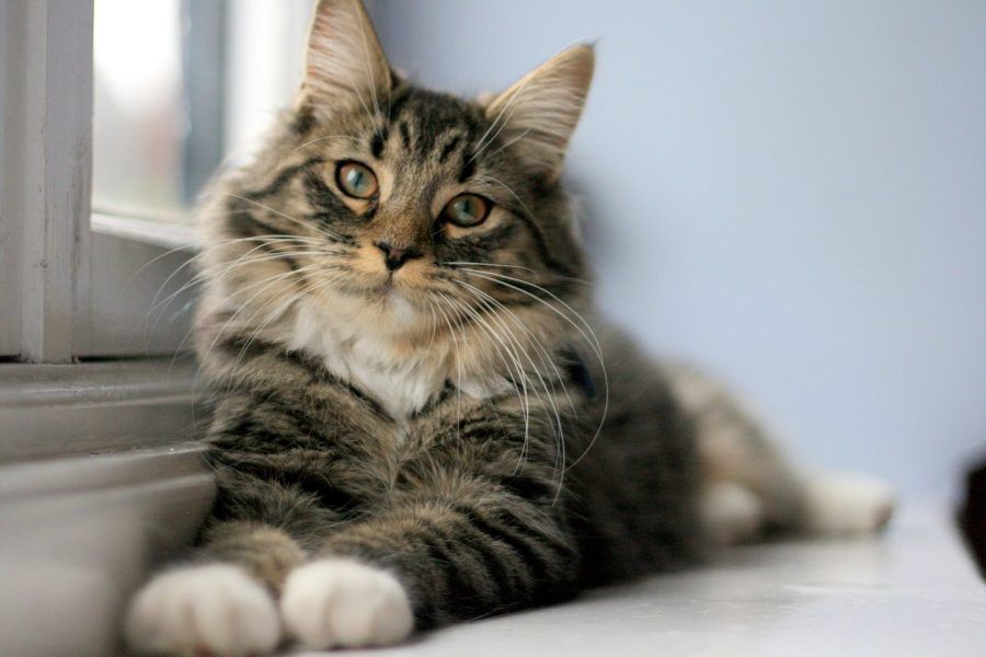 猫