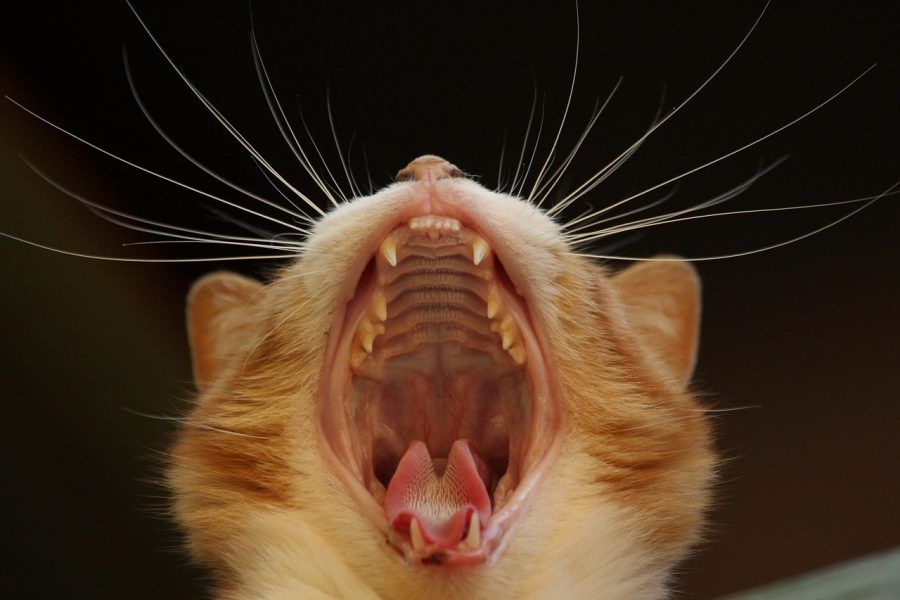 あくびする猫