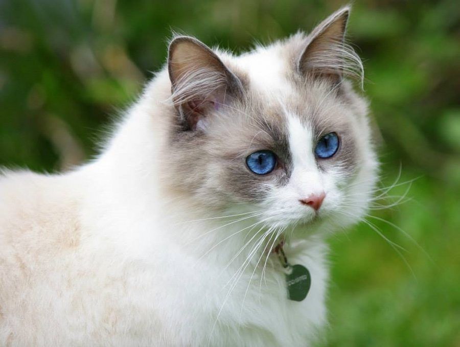 猫で大型はメインクーンだけじゃない 人気の種類や飼い方 注意点を解説 ペトコト