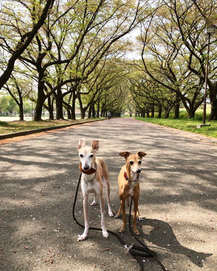 川越水上公園