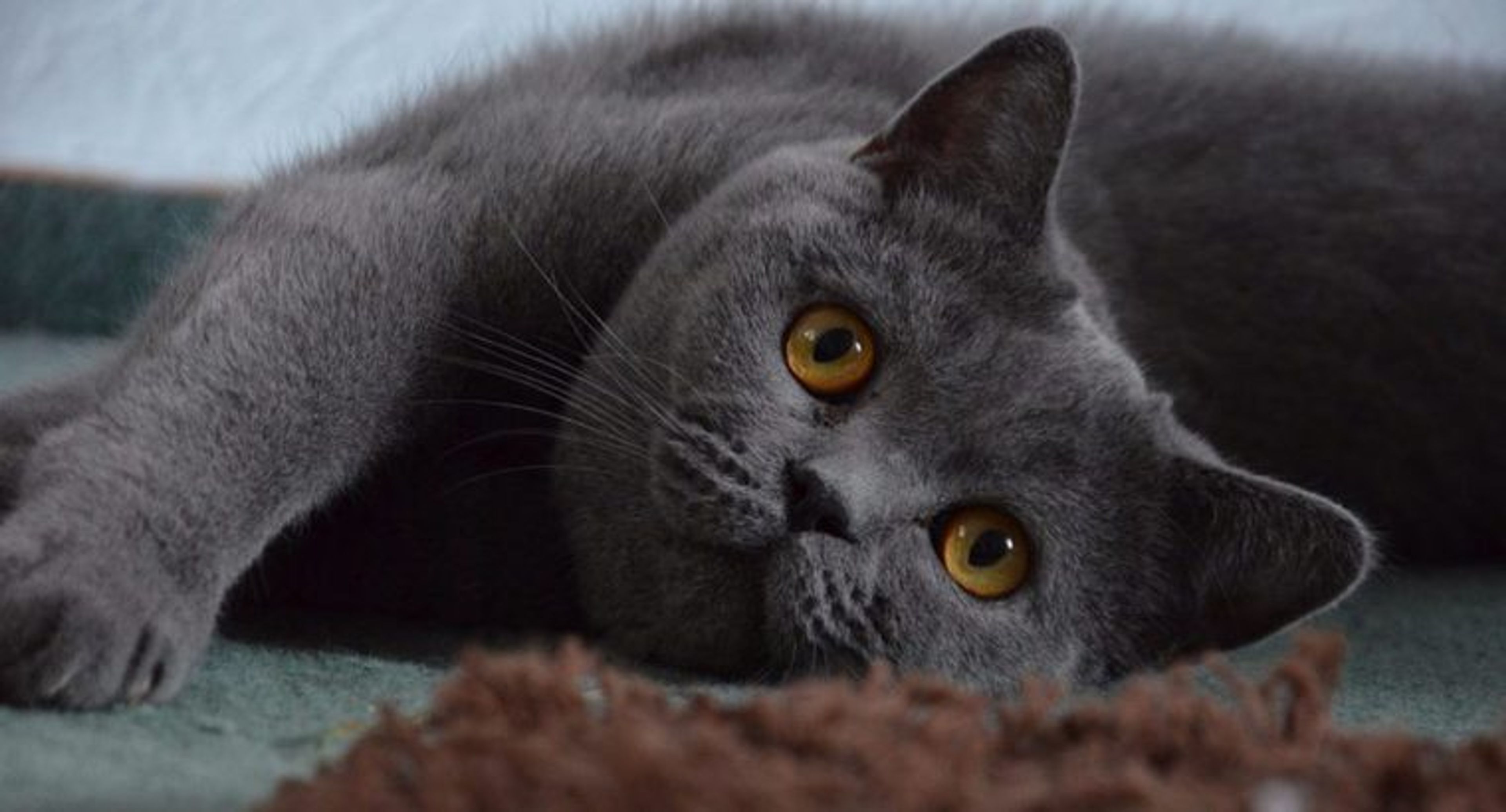 【獣医師監修】ブリティッシュショートヘアってどんな猫？性格・体重・寿命の特徴・迎え方