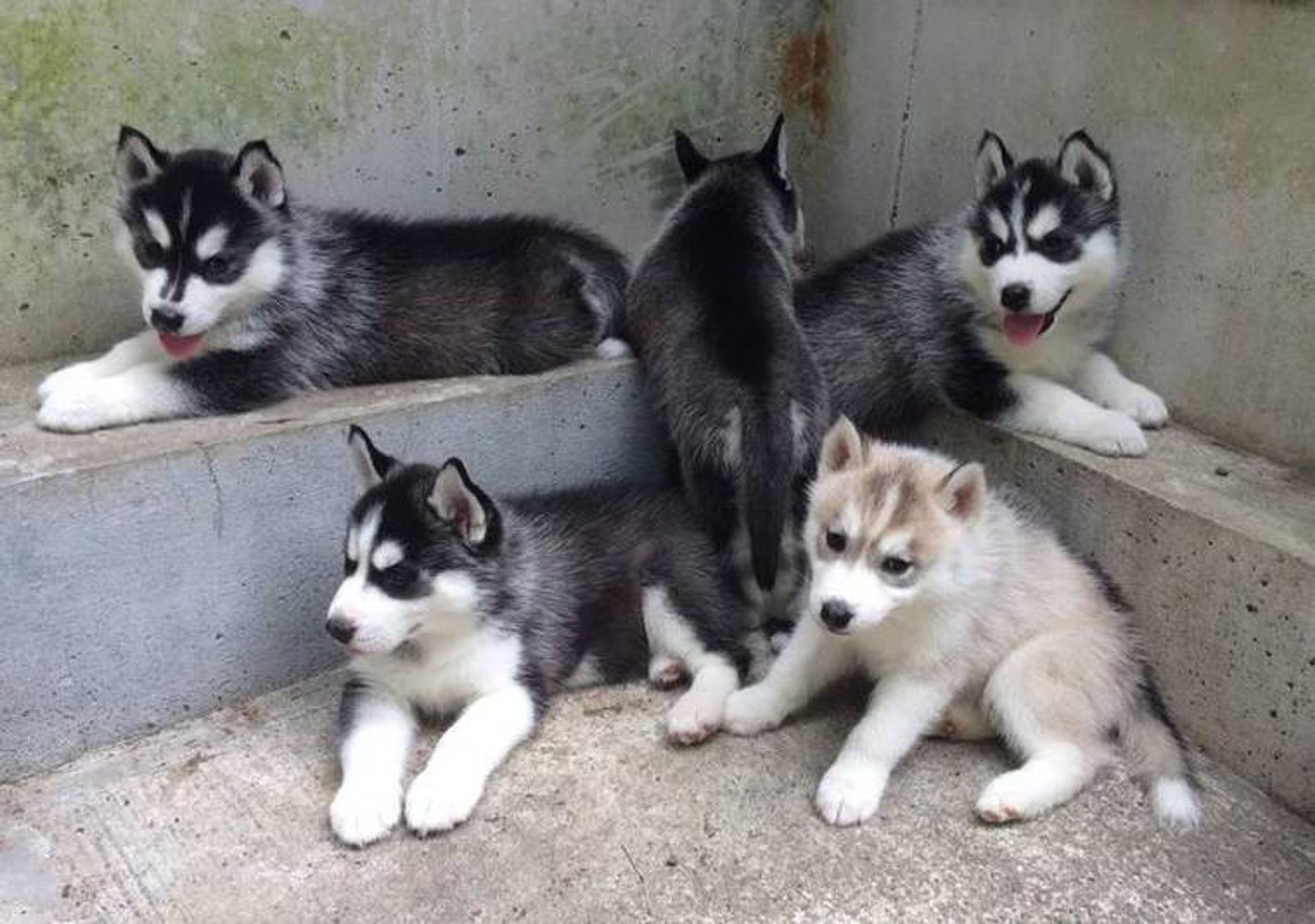 【トレーナー・獣医師監修】シベリアンハスキーってどんな犬？性格・特徴・育て方・迎え方