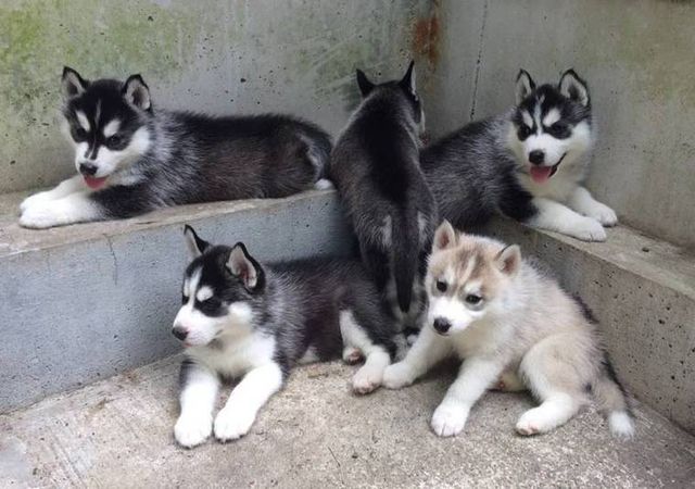 【トレーナー・獣医師監修】シベリアンハスキーってどんな犬？性格・特徴・育て方・迎え方