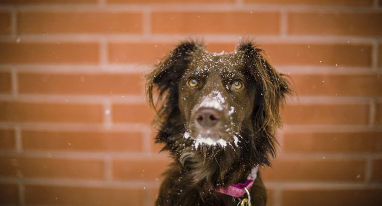 犬の寒さ対策はどうする？留守番や寝る時向きのグッズやヒーターの注意点など | ペトコト