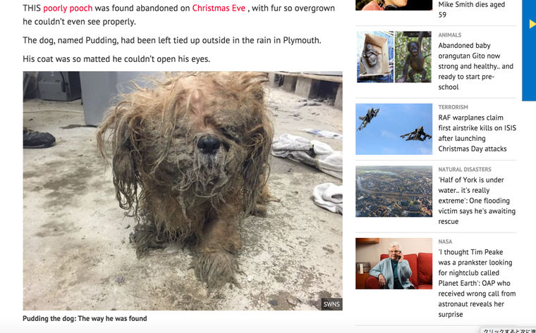 クリスマスイブに発見された捨て犬　英国で捨て犬が深刻化