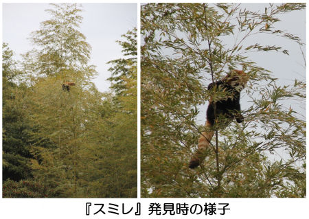 脱走したレッサーパンダの「スミレ」 無事に確保