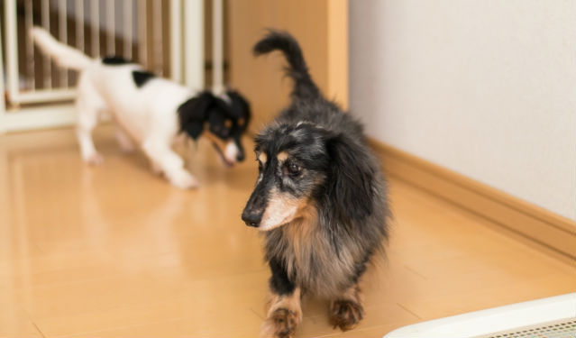 ペット(犬猫)も高齢化社会!? 統計にみる理由と病気のケア、拡大する介護ビジネスを解説