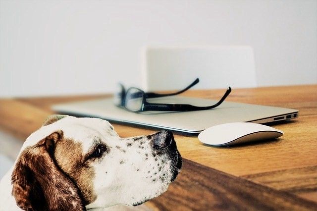 犬の胃捻転・胃拡張は大型犬に起こりやすい! 症状や原因、予防法を解説