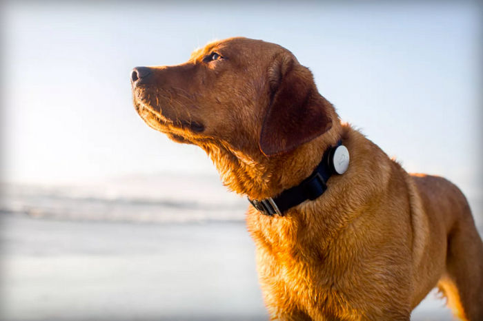 ウェアラブルデバイスを着けた犬