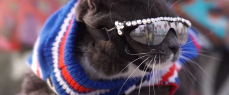 猫がサングラス!? LAの猫ベーグルちゃんがインスタグラムで人気者に