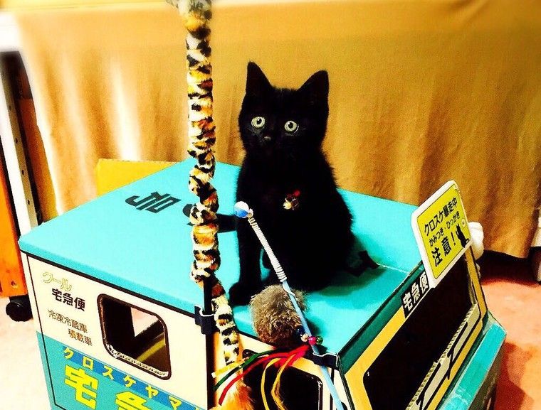猫は7階以上の高さから落ちても大丈夫? 猫の体の構造