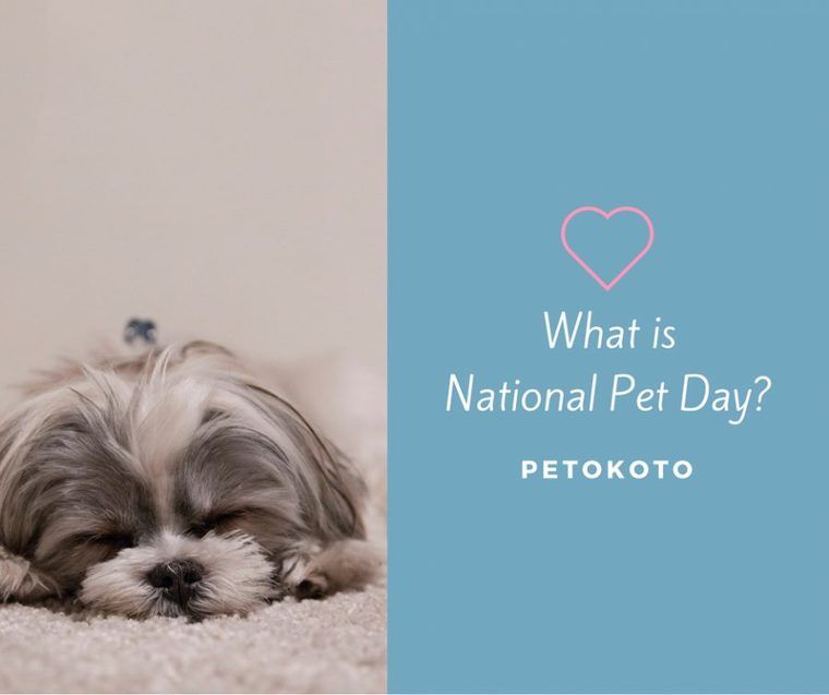 4月11日は飼い主とペットが愛を確かめ合う日「National Pet Day」