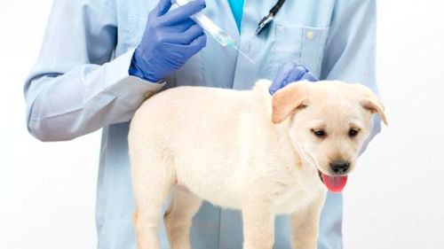 犬のワクチン接種とは | 種類や費用、必要性、副作用など【獣医解説】