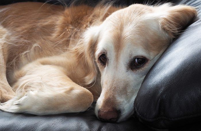 犬のアナプラズマ症｜日本初の感染報告、マダニ予防のスポット剤が効かない場合も