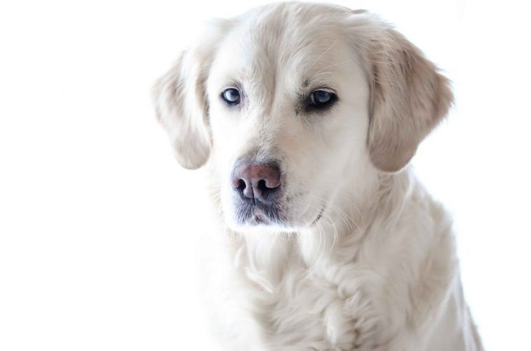 犬がかかりやすい病気ランキング発表！　犬種・年齢別に紹介