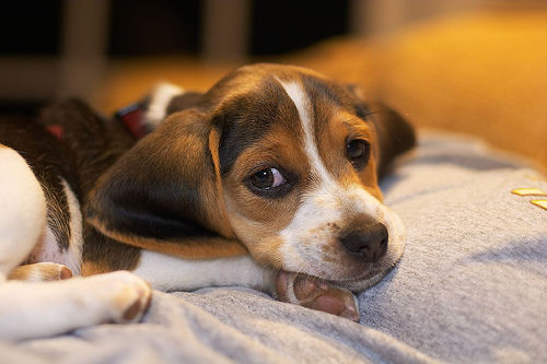 犬の咳がひどい場合に考えられる原因と応急処置【循環器認定医が解説】