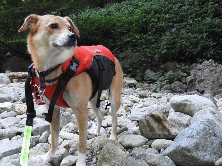 愛犬とのアウトドアは何ができる 人気のアクティビティーやおすすめグッズを紹介 ペトコト