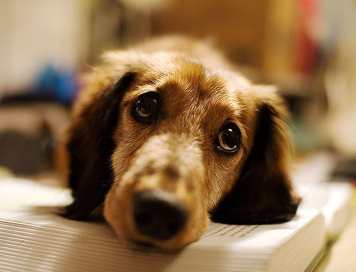 犬が頻繁にトイレに行く(落ち着きがない)場合に考えられる原因と病気