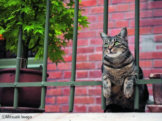 【画像】全国ネコ祭り! 動物写真家・岩合光昭さんの写真展が17会場で開催