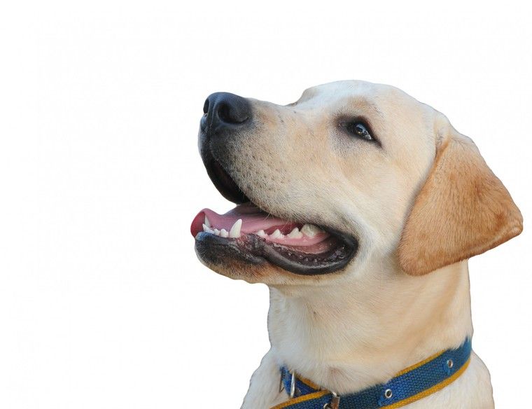 犬の歯周病ってどんな病気? 症状や治療、予防法を歯の専門医が解説