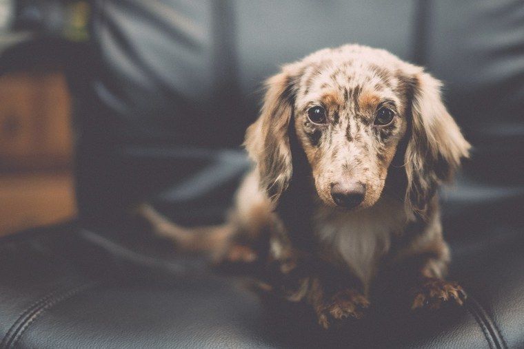 犬の皮膚が赤い場合に考えられる症状や原因|応急処置や予防ケアも