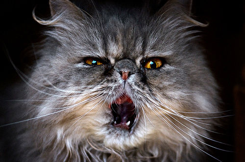 猫の歯周病って? 歯垢歯石などの症状や原因、治療・予防法を歯の専門医が解説