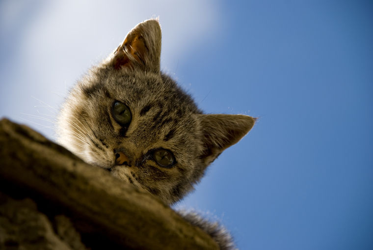 猫のお腹に塊があるが、がんの可能性もある?【がん認定医が回答】