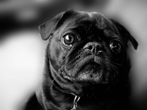 愛犬のパグが悪性がんと診断されたが、治療をどう進めるべき?【がん認定医が回答】