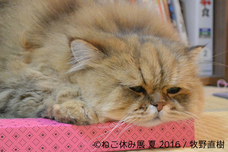 ねこ休み展2016夏