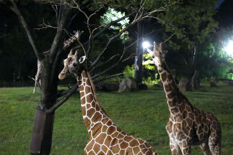 ズーラシア アフリカのサバンナ 草原エリアが初公開 夜の動物園をキリンが爆走 ペトコト