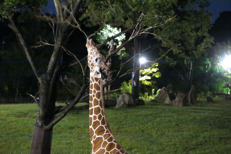 ナイトズーラシア「アフリカのサバンナ」草原エリア