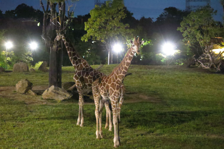 ナイトズーラシア「アフリカのサバンナ」草原エリア