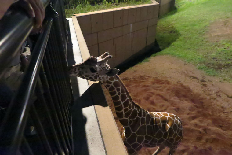 ナイトズーラシア「アフリカのサバンナ」草原エリア