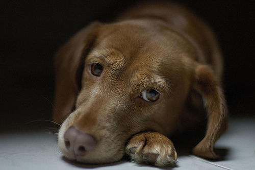 愛犬が心臓のがんと診断……セカンドオピニオンは必要?【腫瘍認定医が回答】