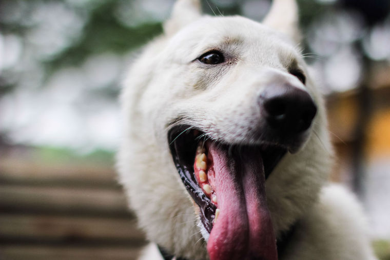 【犬の歯の注意点】生え替わりの時期や本数、歯磨きの仕方を歯の専門医が解説