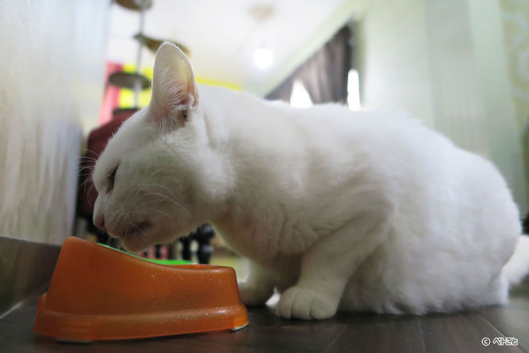 ネコリパブリック中野店でご飯を食べる保護猫