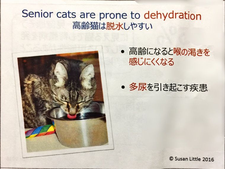 動物病院で先生に伝えるべきこと カナダの獣医が教える猫の健康管理