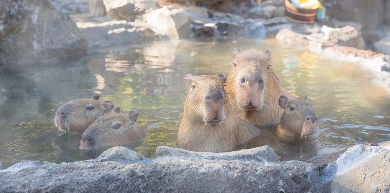 伊豆シャボテン動物公園で「カピバラの露天風呂」がスタート!