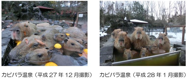 足湯しながらカピバラ観察!?　カピバラ温泉が埼玉県こども動物自然公園で開催