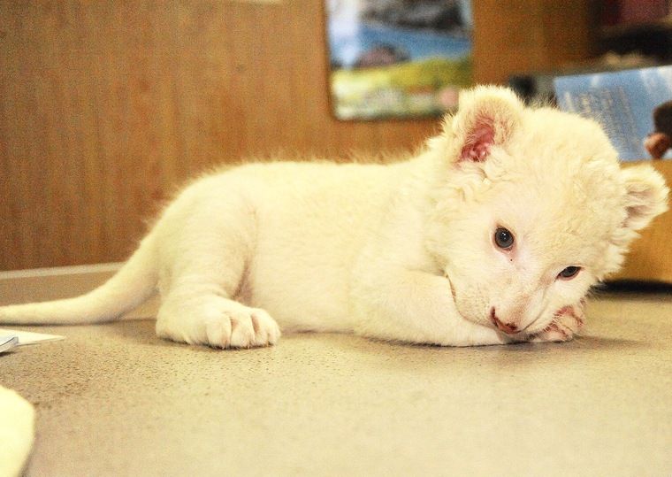ホワイトライオンの赤ちゃん生まれたよ！　東北サファリパークで12/17から公開