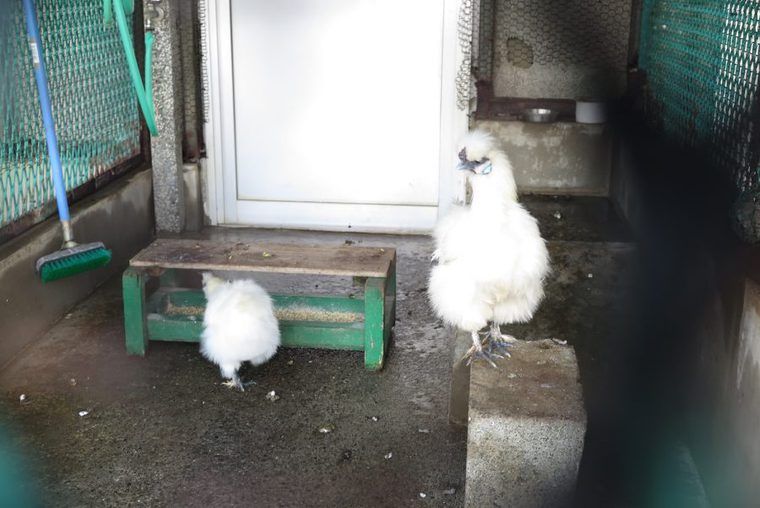 ふれあい広場の鳥たち